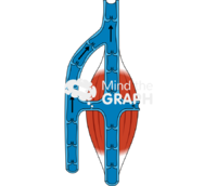 Blood flow through veins 1 Icons, Symbols, Pictures, and Images