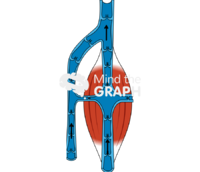 Blood flow through veins 3 - Edit and Customize Icons of Blood flow through veins 3 Blood flow through veins 3 Icons, Symbols, Pictures, and Images