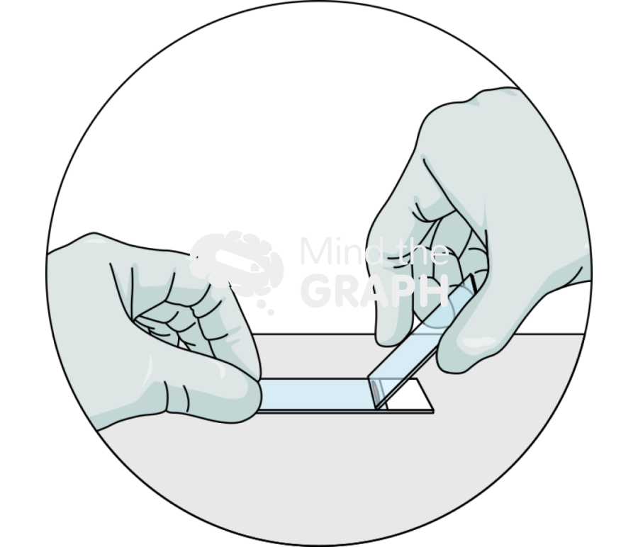 Blood smear film procedure 2 zoom Icons, Symbols, Pictures, and Images
