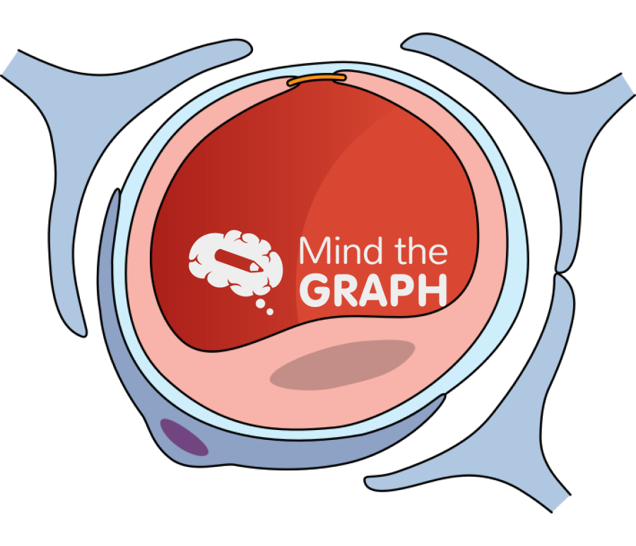 Blood vessel endfeet astrocyte transversal Icons, Symbols, Pictures, and Images