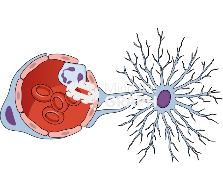 Blood vessel pericytes leukocyte astrocytes 2 transversal Icons, Symbols, Pictures, and Images