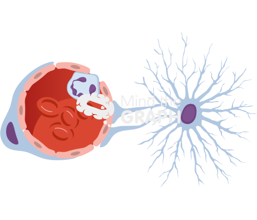 Blood vessel pericytes leukocyte astrocytes 2 transversal Icons, Symbols, Pictures, and Images