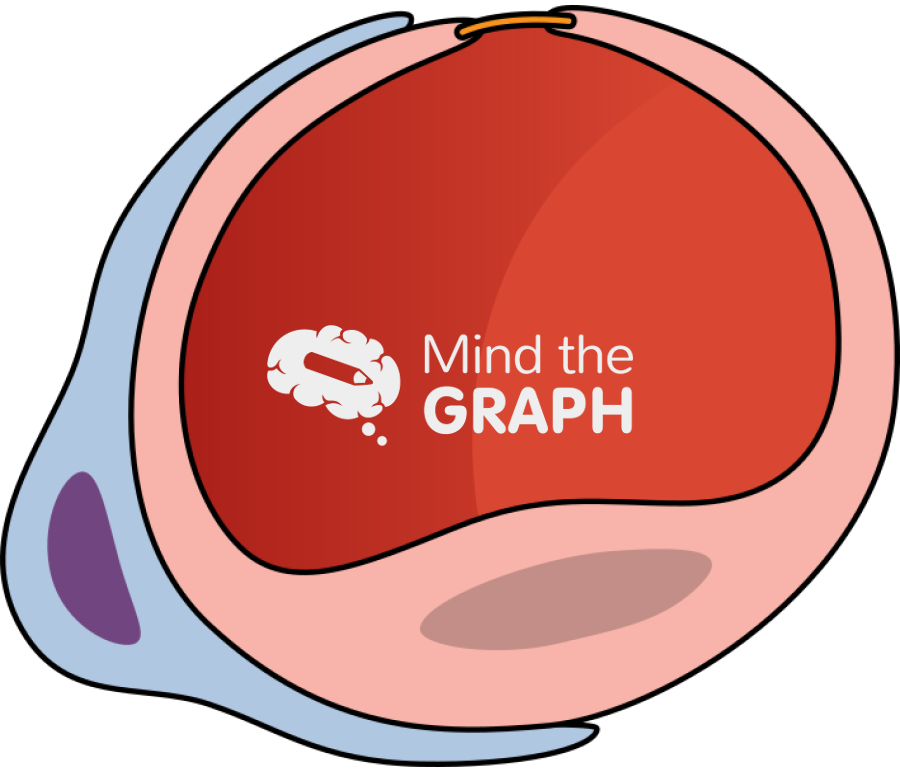 Blood vessel pericytes transversal Icons, Symbols, Pictures, and Images