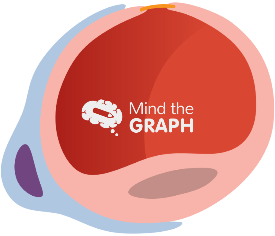 Blood vessel pericytes transversal Icons, Symbols, Pictures, and Images