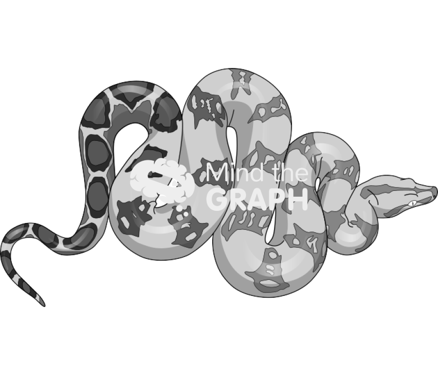 Boa constrictor snake Icons, Symbols, Pictures, and Images