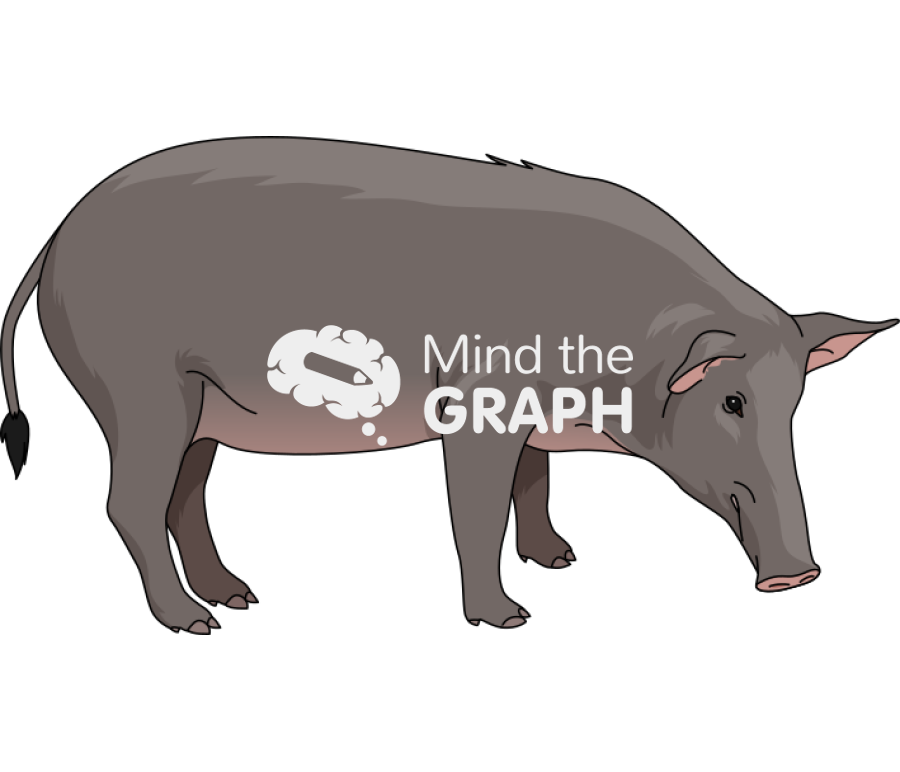 Boar pig Icons, Symbols, Pictures, and Images