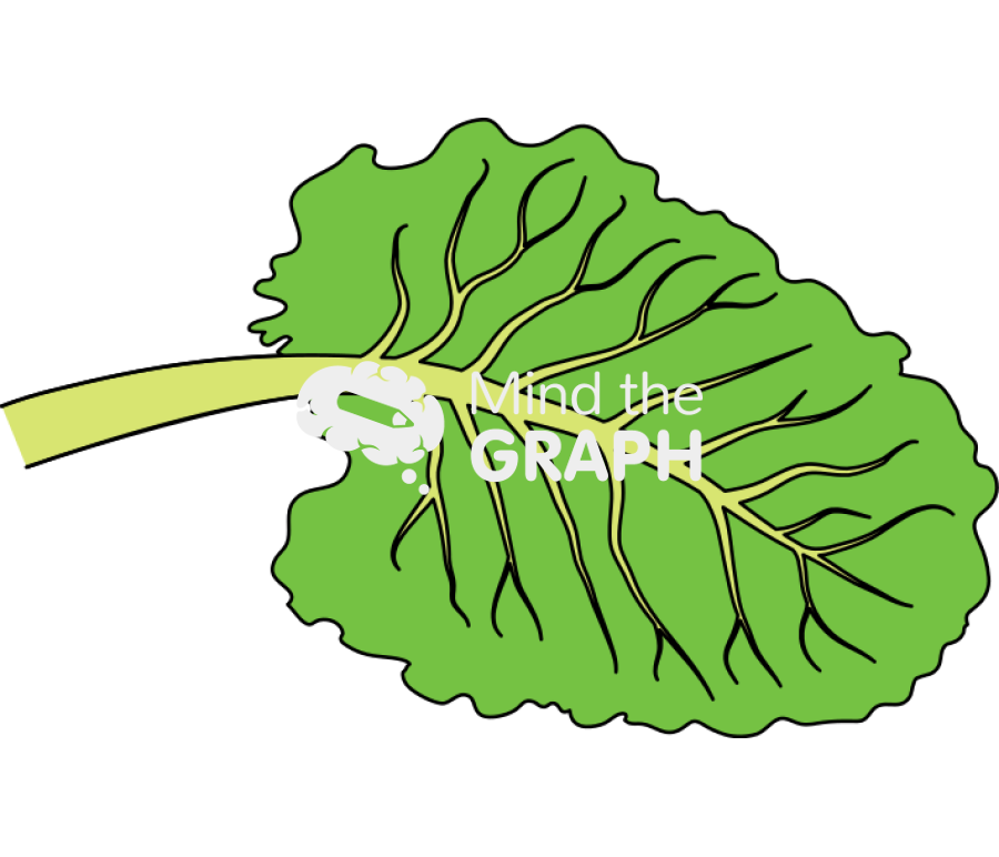 Boldor beet leaf Icons, Symbols, Pictures, and Images