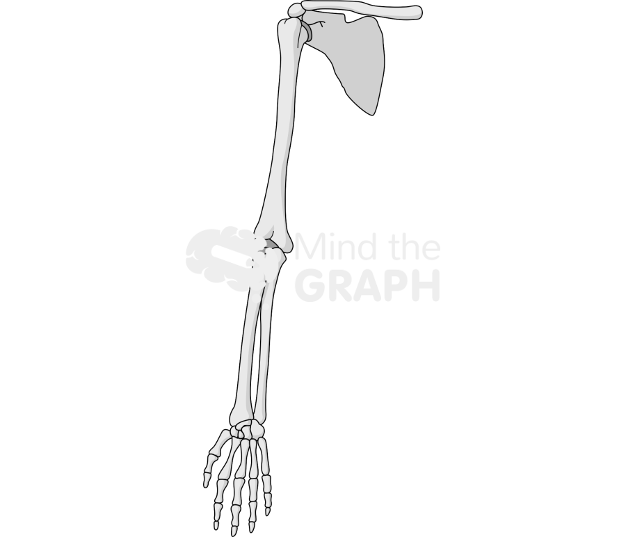 Bone arm front Icons, Symbols, Pictures, and Images