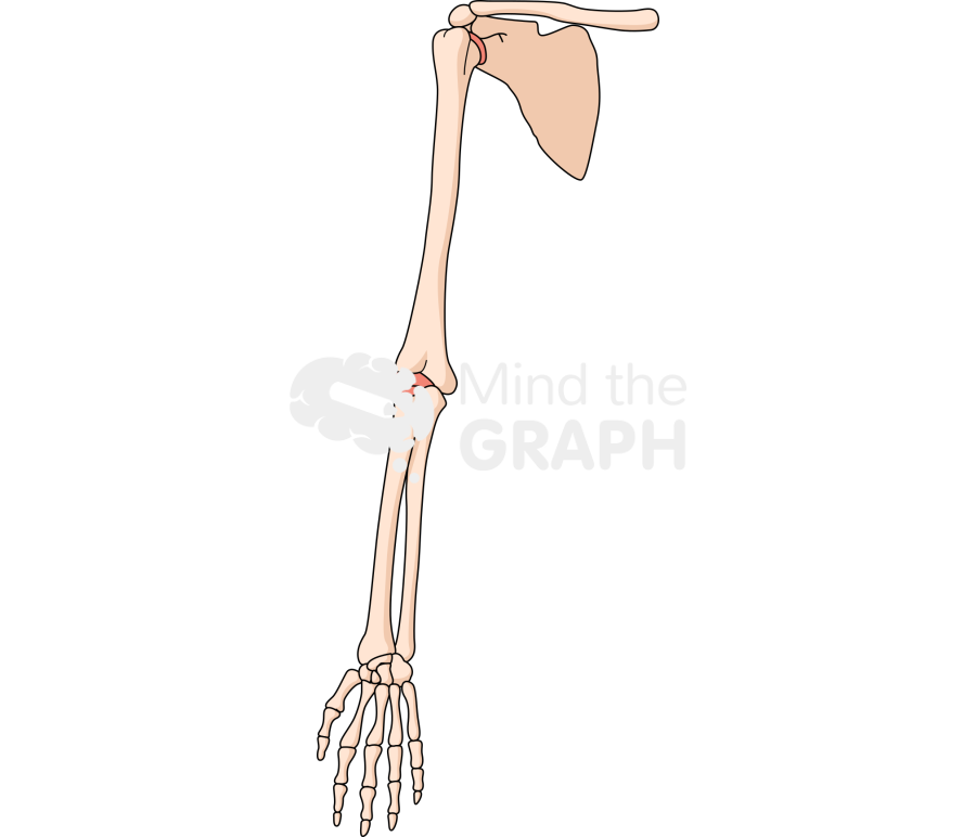 Bone arm front Icons, Symbols, Pictures, and Images