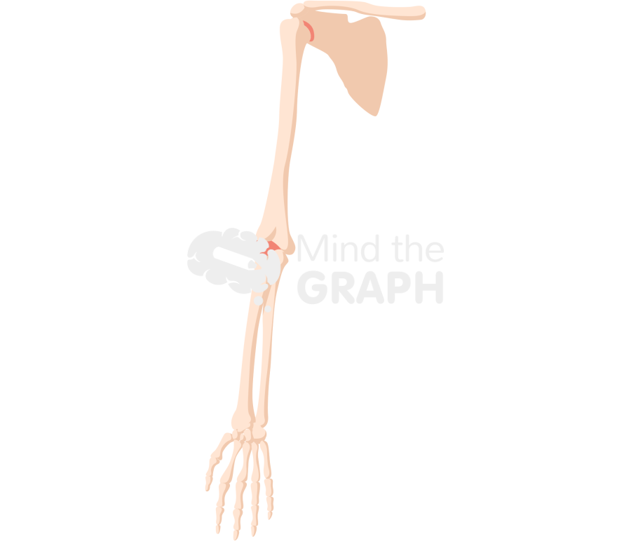 Bone arm front Icons, Symbols, Pictures, and Images