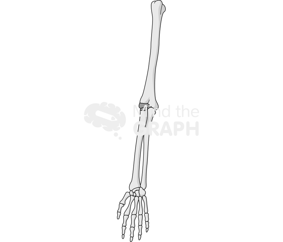 Bone arm front 1 Icons, Symbols, Pictures, and Images