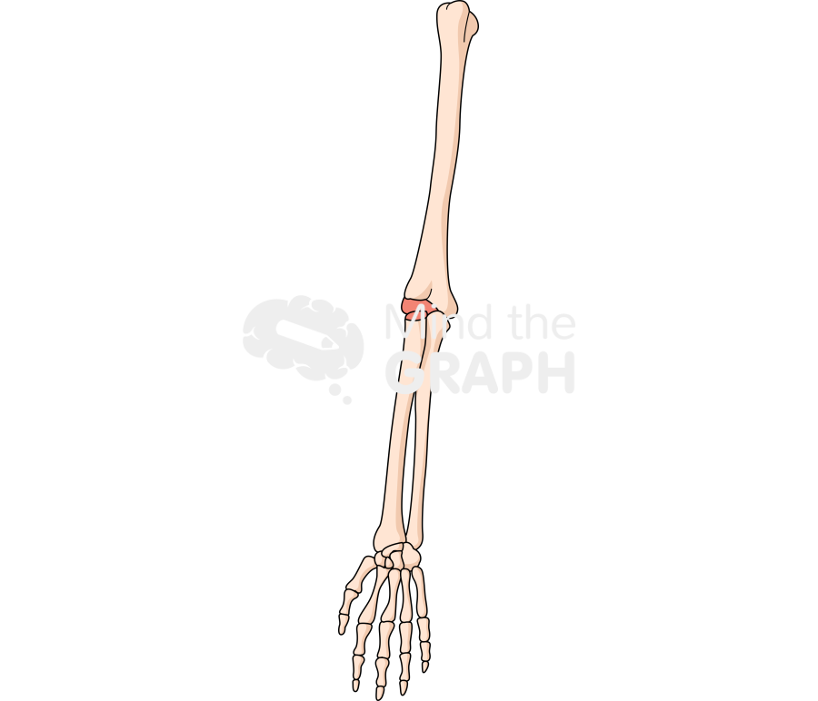 Bone arm front 1 Icons, Symbols, Pictures, and Images