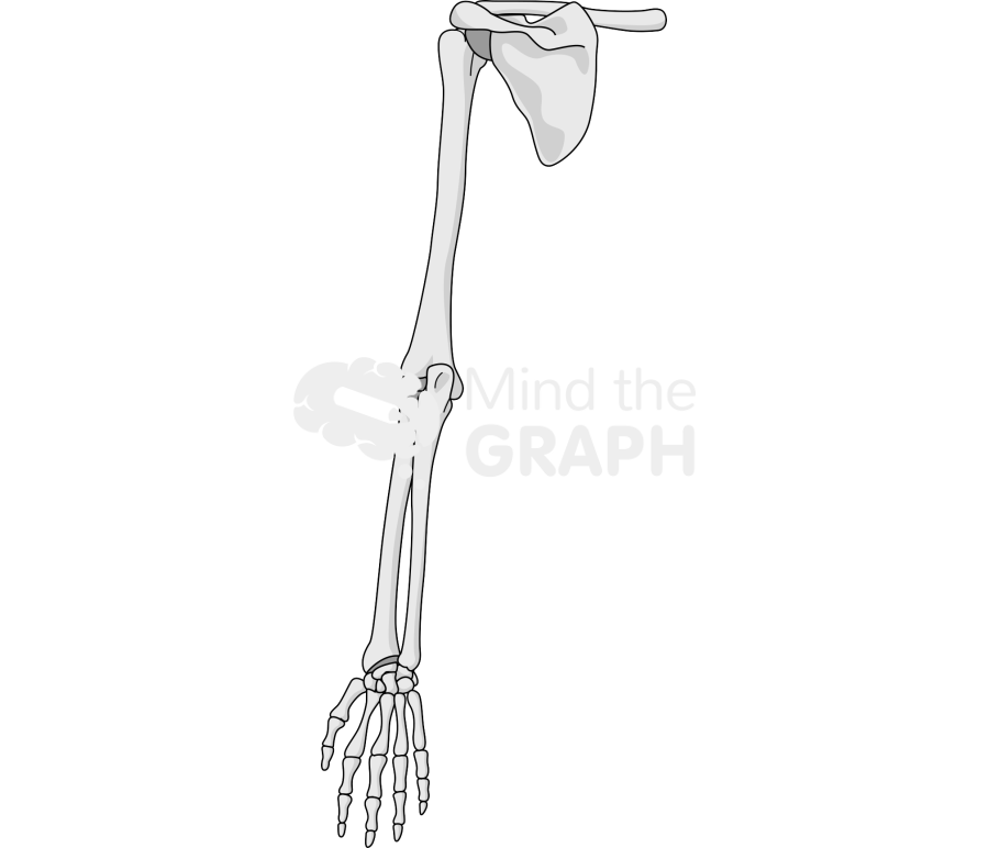 Bone arm rear Icons, Symbols, Pictures, and Images