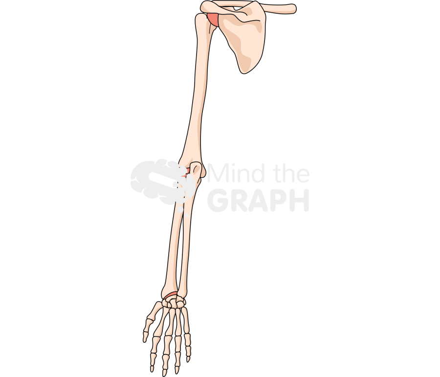 Bone arm rear Icons, Symbols, Pictures, and Images