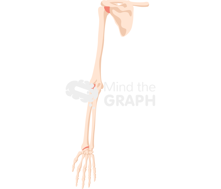 Bone arm rear Icons, Symbols, Pictures, and Images