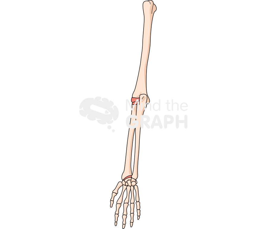 Bone arm rear 1 Icons, Symbols, Pictures, and Images