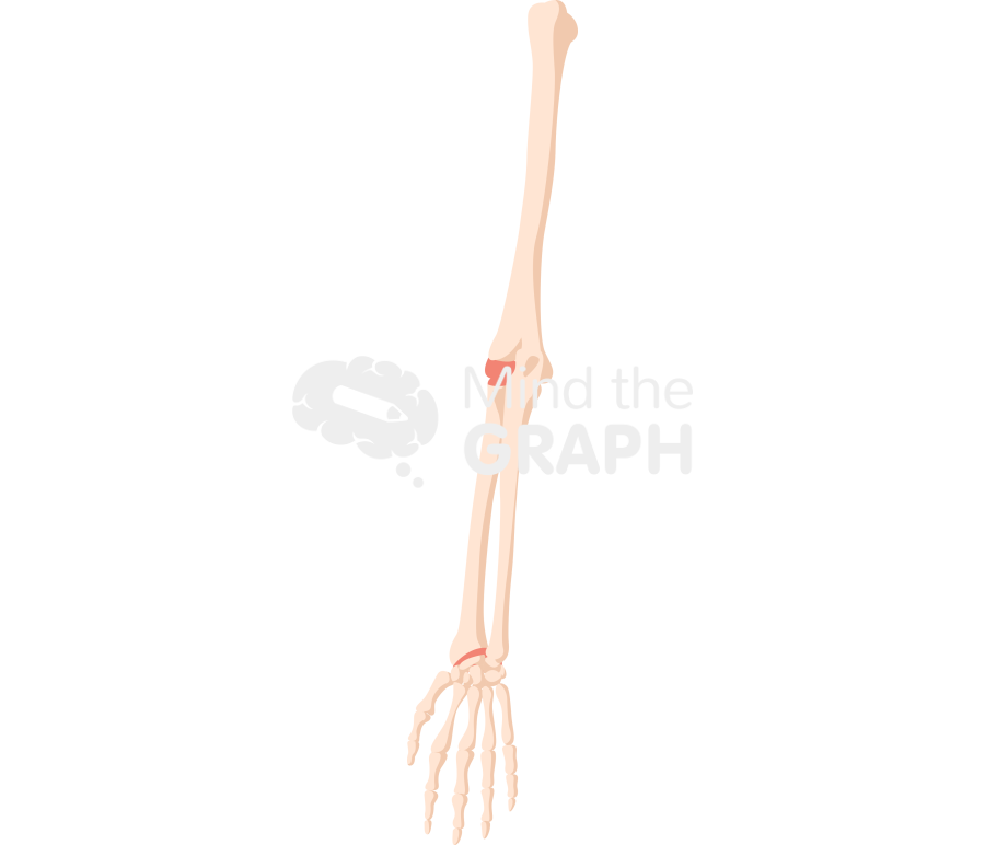 Bone arm rear 1 Icons, Symbols, Pictures, and Images