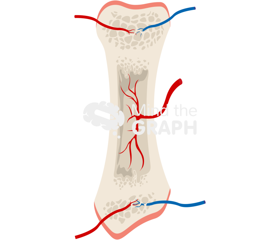 Bone growth 4 Icons, Symbols, Pictures, and Images