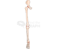 Bone leg front 1 Icons, Symbols, Pictures, and Images