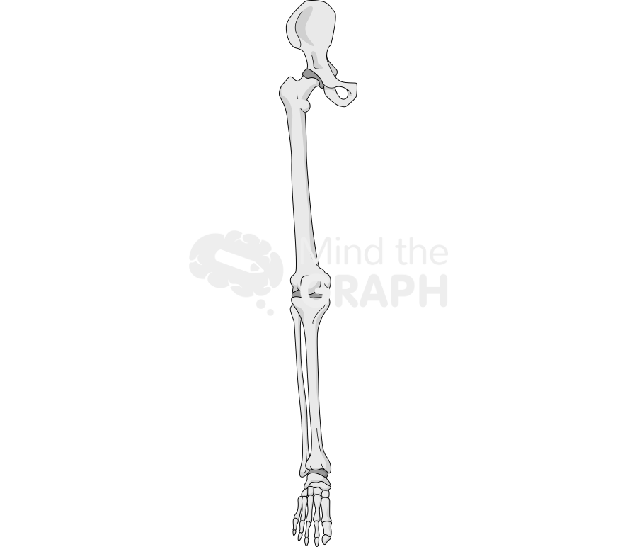 Bone leg front 1 Icons, Symbols, Pictures, and Images