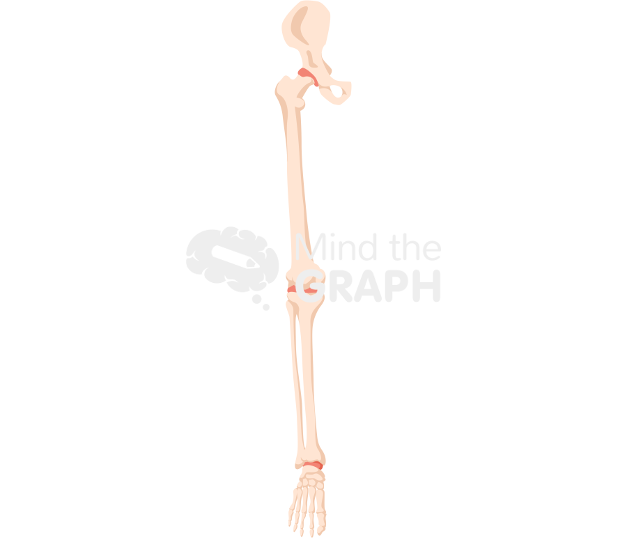 Bone leg front 1 Icons, Symbols, Pictures, and Images