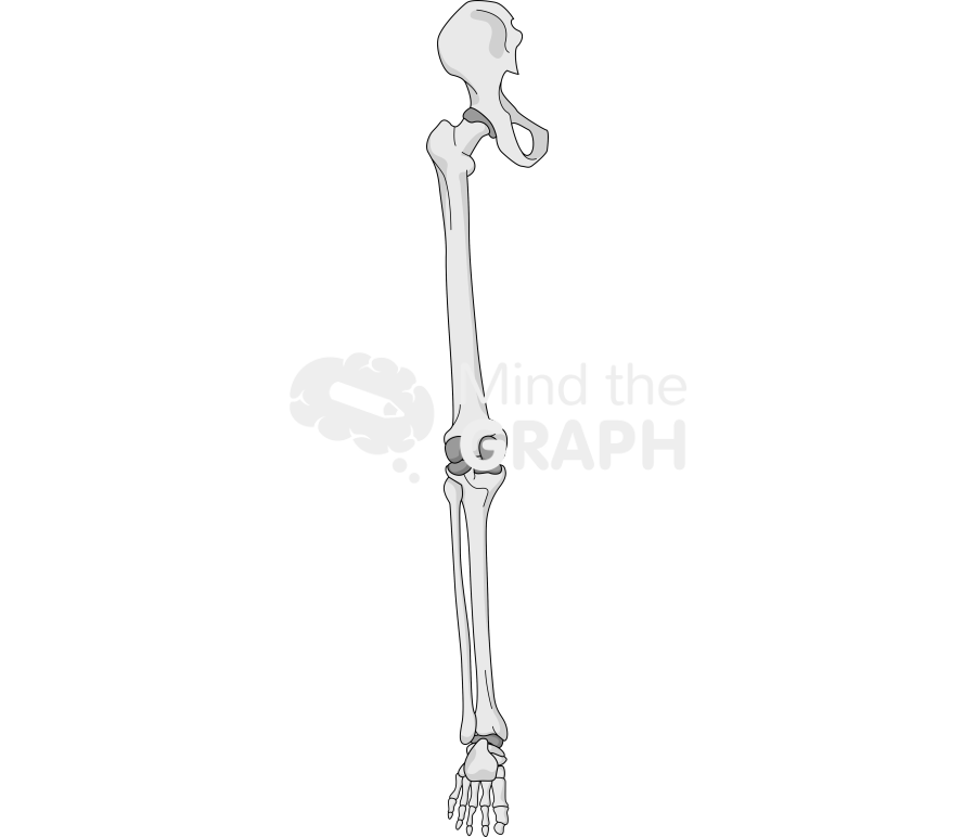 Bone leg rear 1 Icons, Symbols, Pictures, and Images