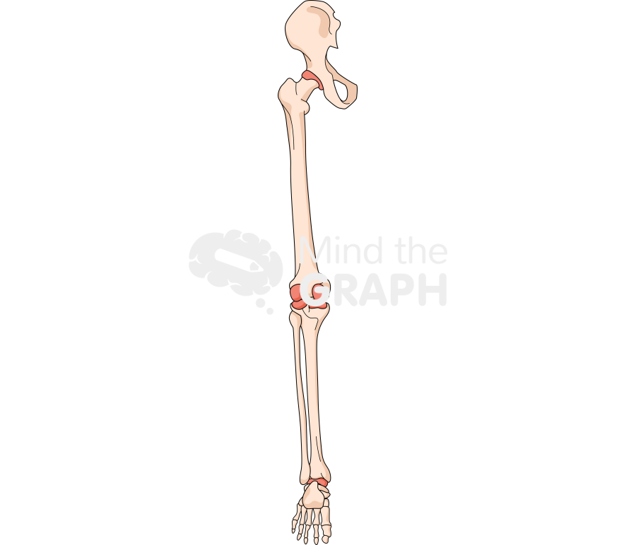 Bone leg rear 1 Icons, Symbols, Pictures, and Images