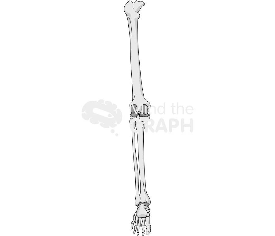 Bone leg rear 2 Icons, Symbols, Pictures, and Images