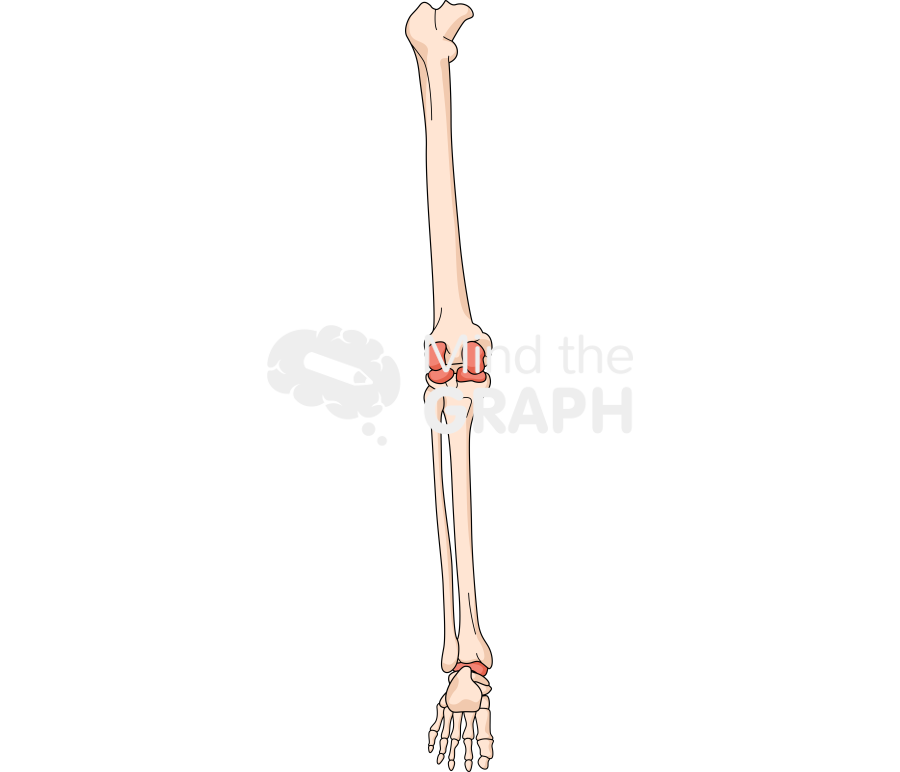 Bone leg rear 2 Icons, Symbols, Pictures, and Images