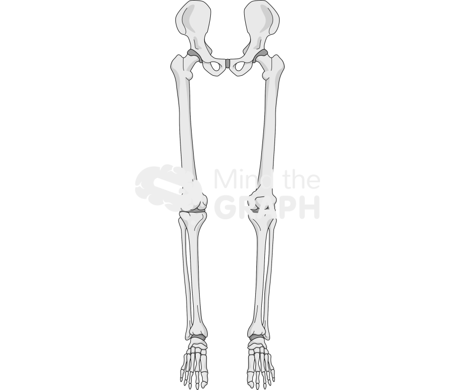 Bone legs front Icons, Symbols, Pictures, and Images