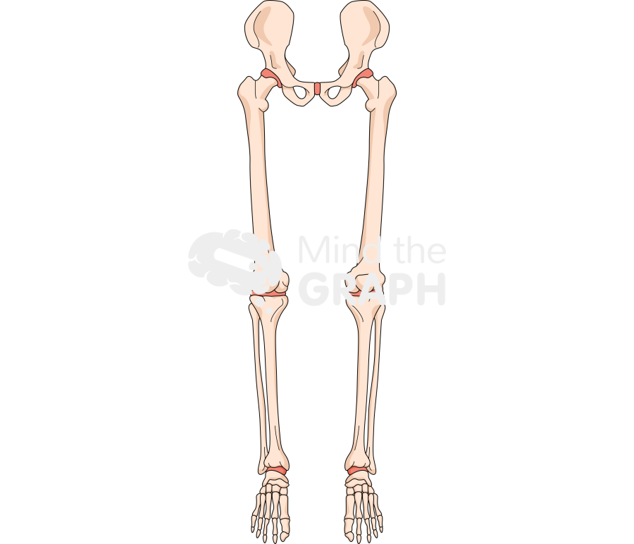 Bone legs front Icons, Symbols, Pictures, and Images