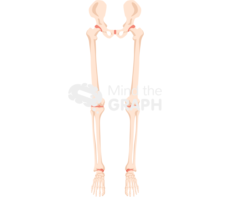 Bone legs front Icons, Symbols, Pictures, and Images