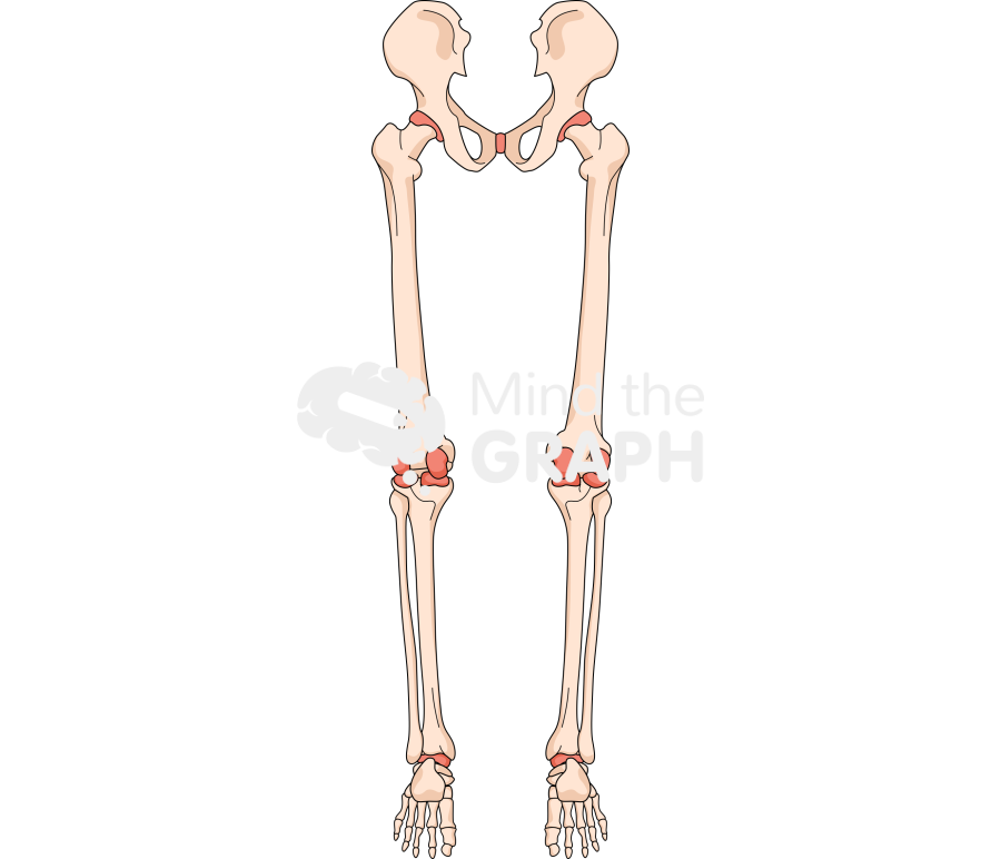 Bone legs rear Icons, Symbols, Pictures, and Images