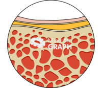 Bone marrow cut zoom - Edit and Customize Icons of Bone marrow cut zoom Bone marrow cut zoom Icons, Symbols, Pictures, and Images