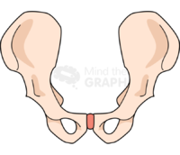Bone pelvis front Icons, Symbols, Pictures, and Images
