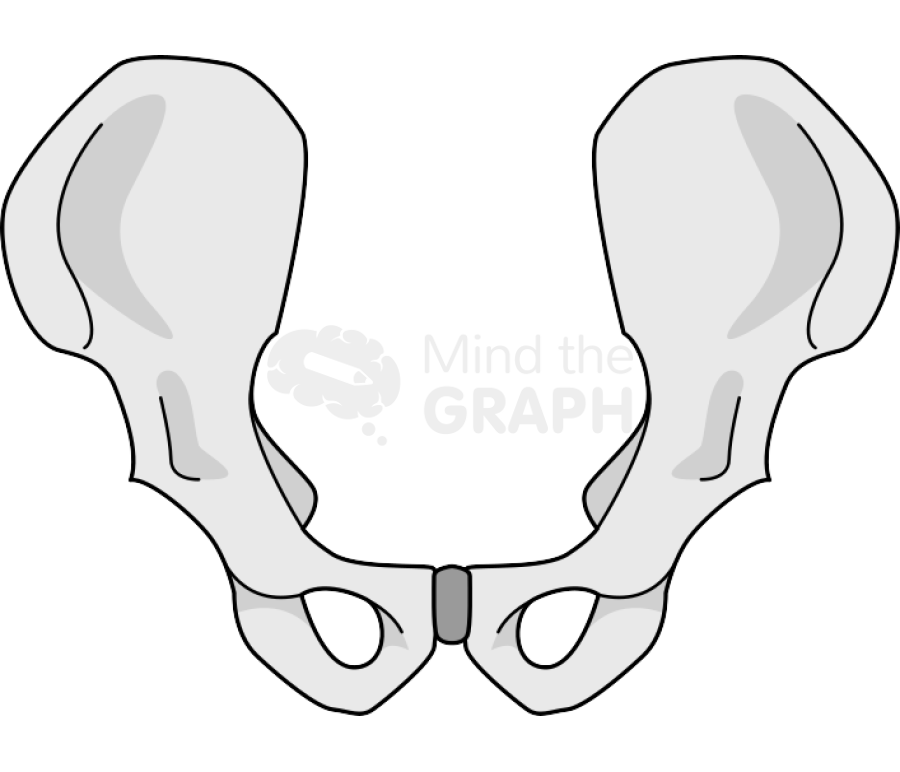 Bone pelvis front Icons, Symbols, Pictures, and Images