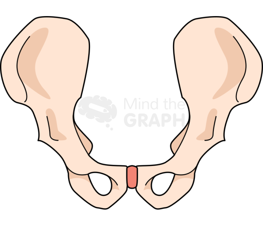 Bone pelvis front Icons, Symbols, Pictures, and Images