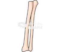 Bone radius ulna front Icons, Symbols, Pictures, and Images