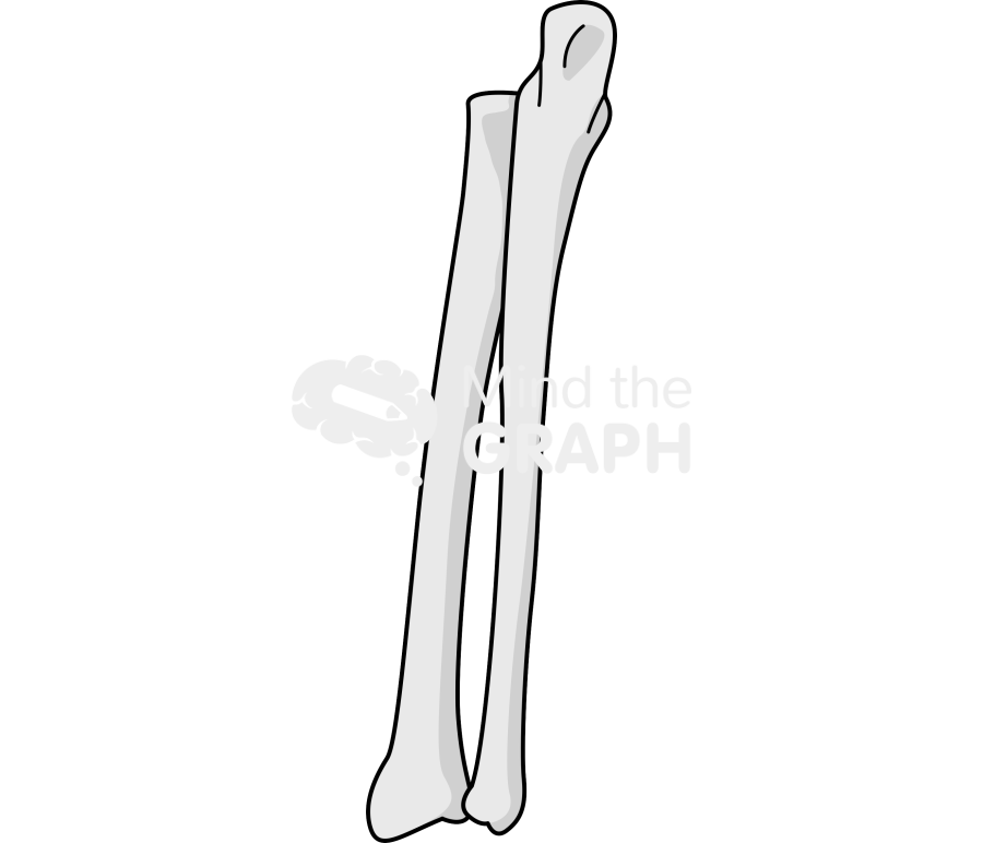 Bone radius ulna rear Icons, Symbols, Pictures, and Images