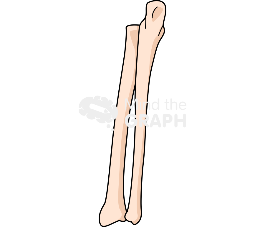 Bone radius ulna rear Icons, Symbols, Pictures, and Images