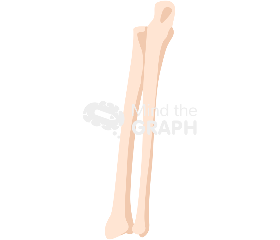 Bone radius ulna rear Icons, Symbols, Pictures, and Images