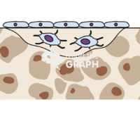 Bone remodeling cycle osteocytes - Edit and Customize Icons of Bone remodeling cycle osteocytes Bone remodeling cycle osteocytes Icons, Symbols, Pictures, and Images