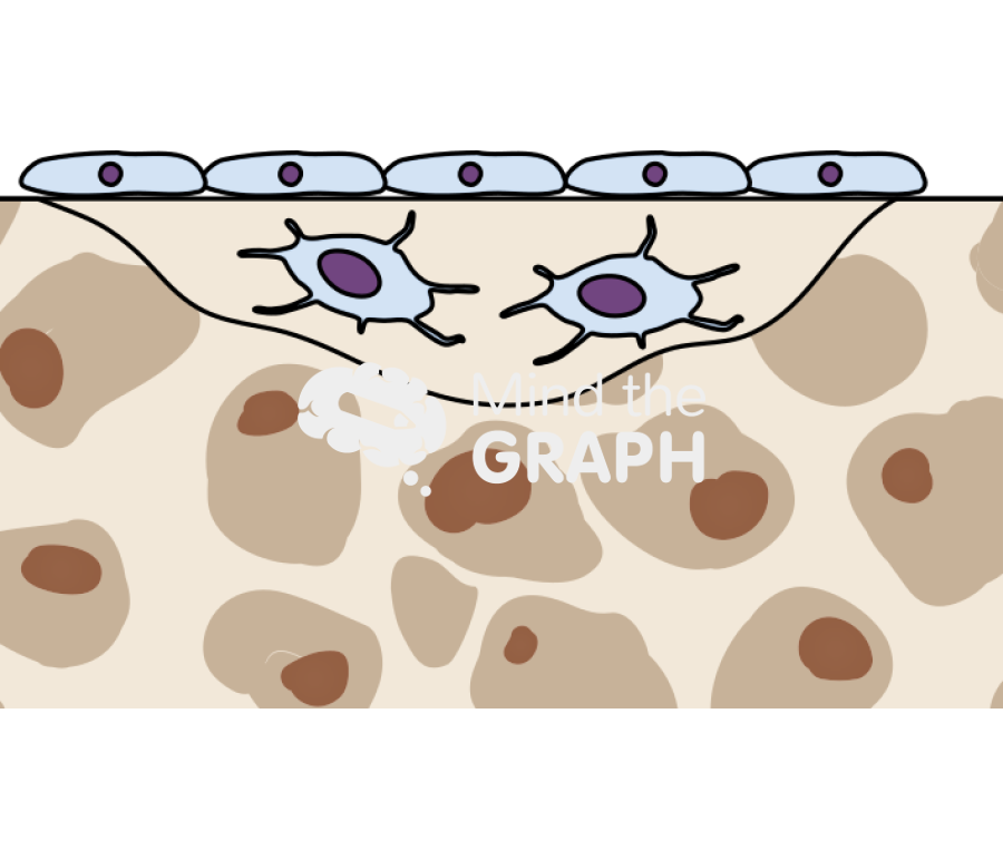 Bone remodeling cycle osteocytes Icons, Symbols, Pictures, and Images