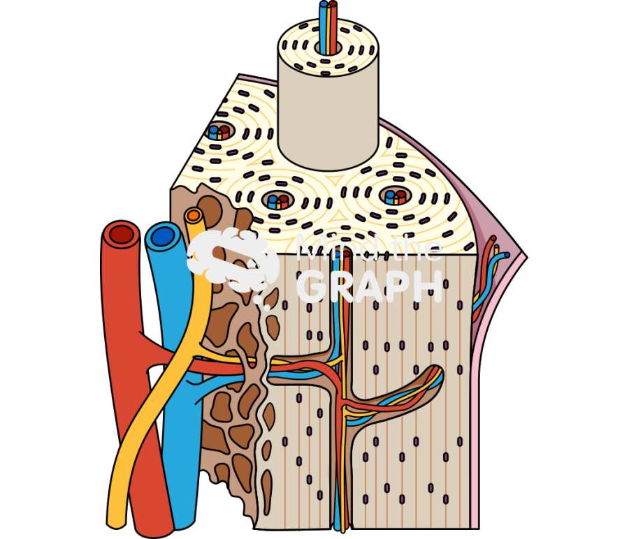 Bone structure blood vessel nerve osteon Icons, Symbols, Pictures, and Images