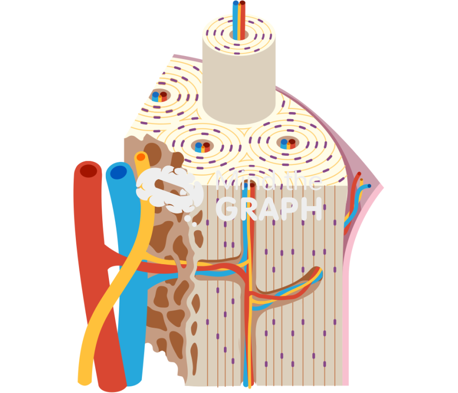 Bone structure blood vessel nerve osteon Icons, Symbols, Pictures, and Images