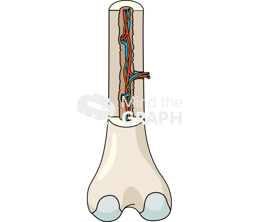 Bone structure femur Icons, Symbols, Pictures, and Images
