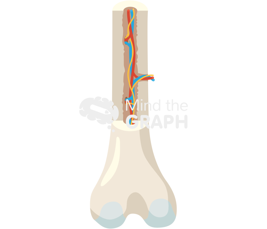 Bone structure femur Icons, Symbols, Pictures, and Images