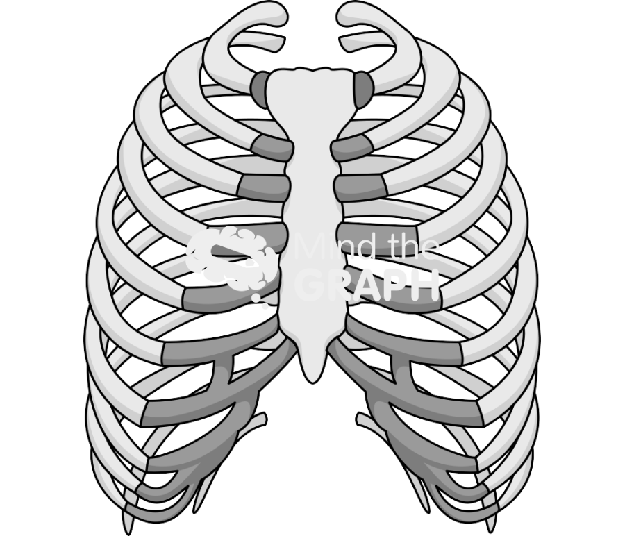 Bone thorax front Icons, Symbols, Pictures, and Images