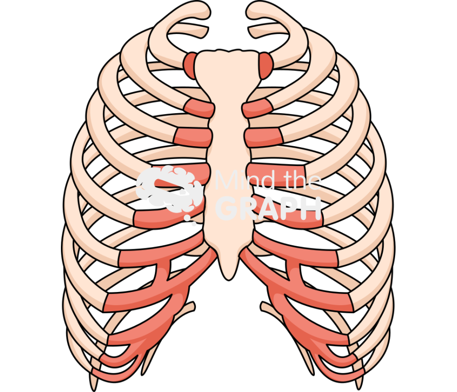Bone thorax front Icons, Symbols, Pictures, and Images
