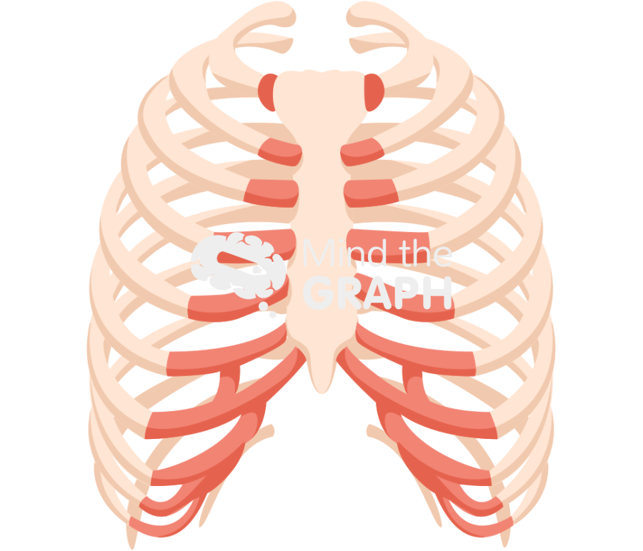 Bone thorax front Icons, Symbols, Pictures, and Images